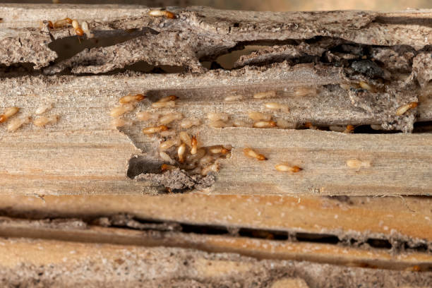 Spider Control Near Me in Central Garage, VA